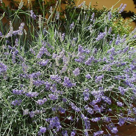 B&B Guerrazzi Піза Екстер'єр фото